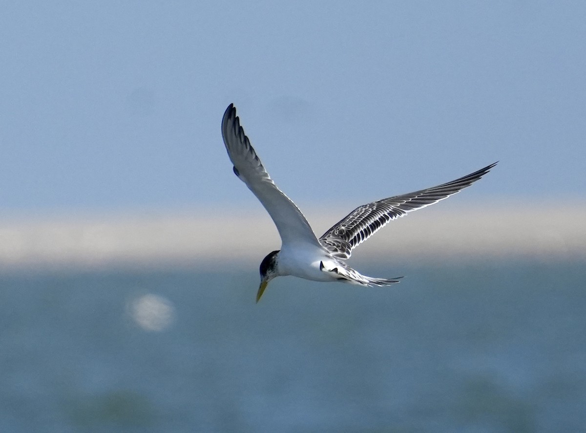 Great Crested Tern - ML619528777