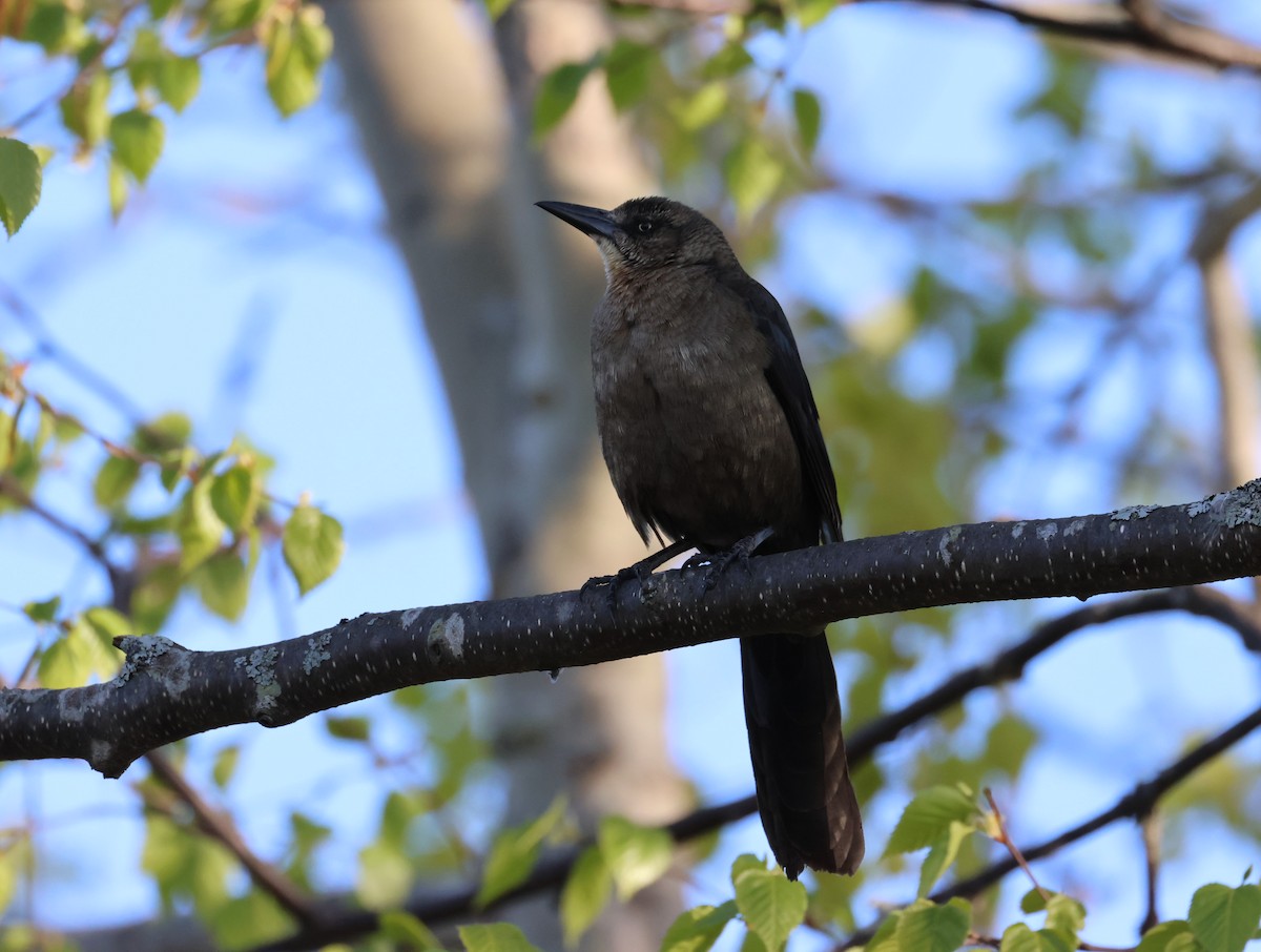 Great-tailed Grackle - ML619528793