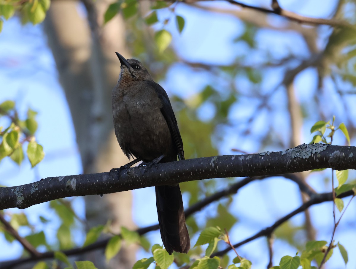 Great-tailed Grackle - ML619528796