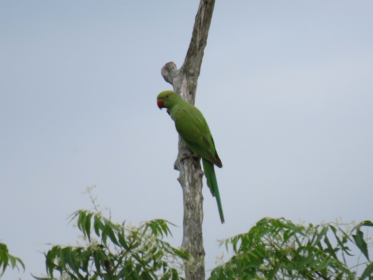 Yeşil Papağan - ML619528807