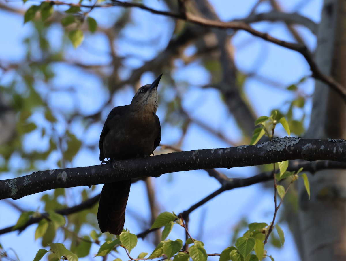 Great-tailed Grackle - ML619528810