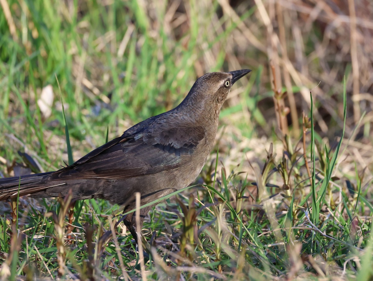 Great-tailed Grackle - ML619528816