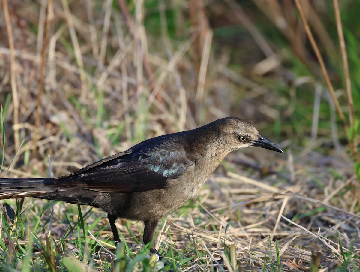 Great-tailed Grackle - ML619528821