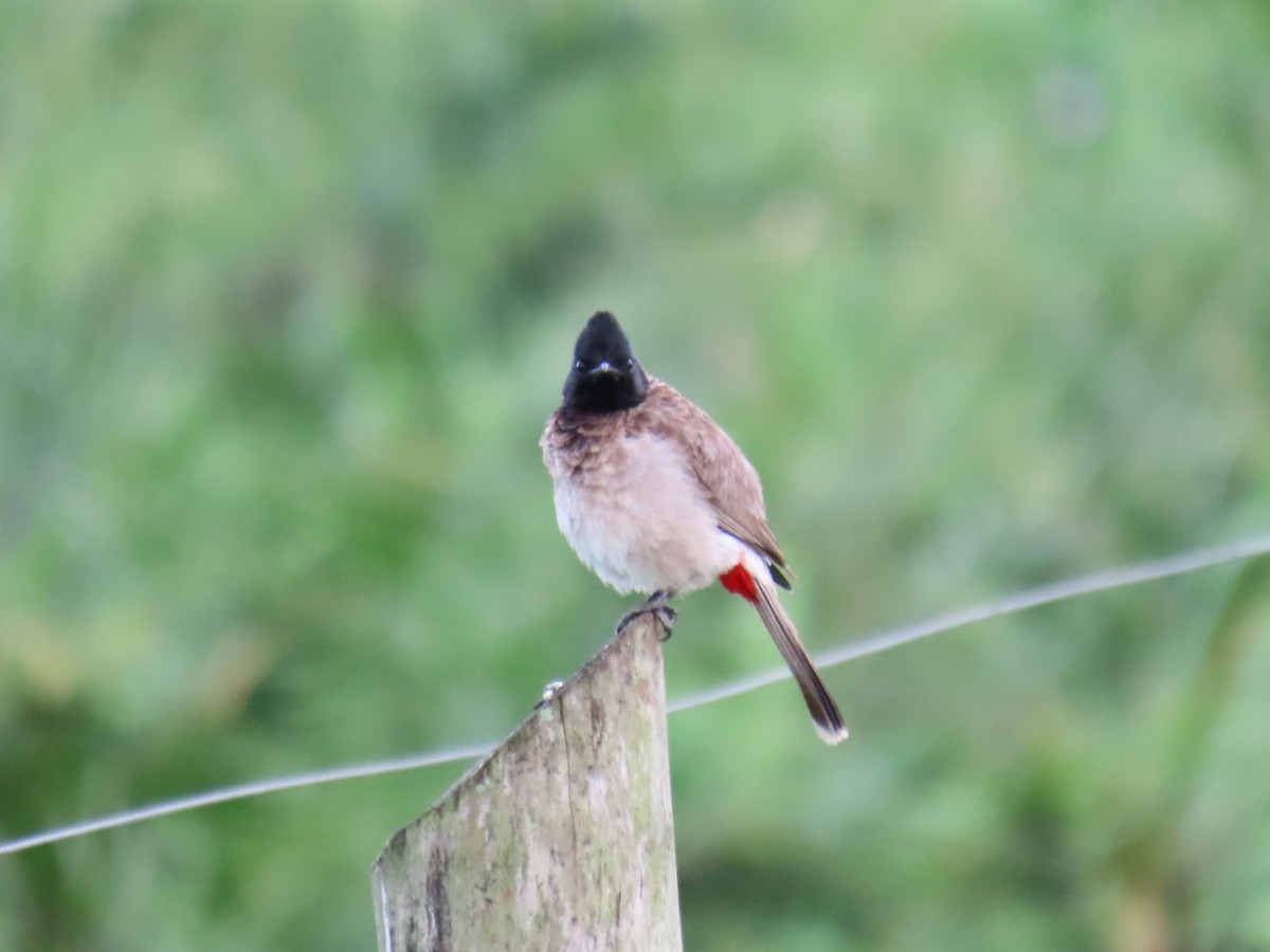 Red-vented Bulbul - ML619528826