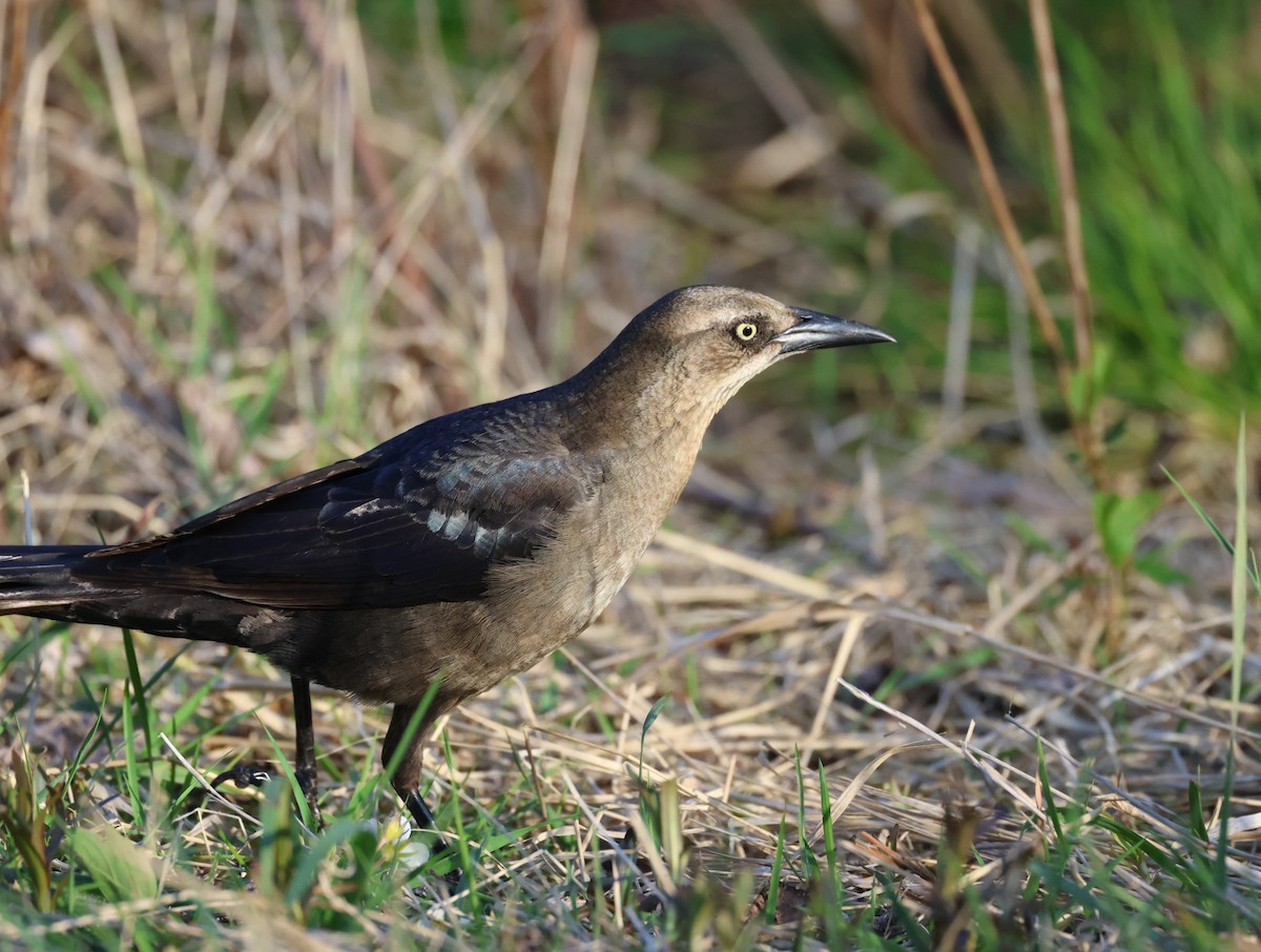 Great-tailed Grackle - ML619528827