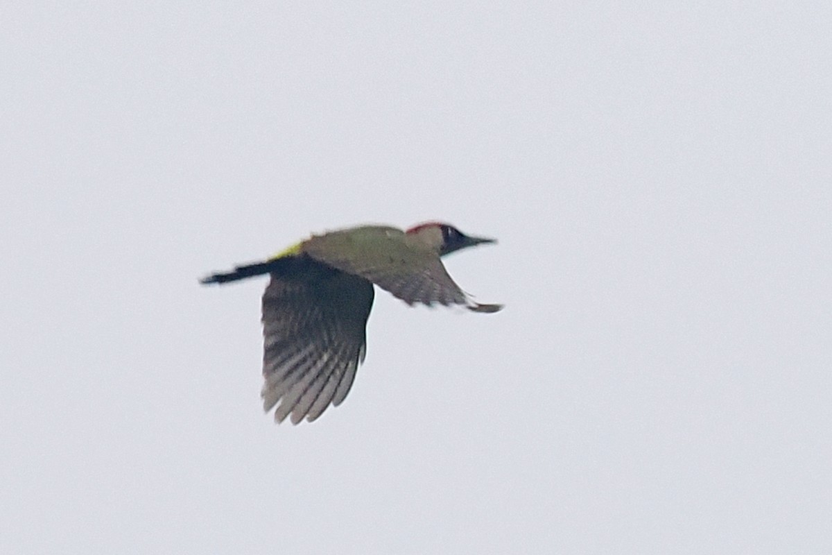 Eurasian Green Woodpecker - ML619528835