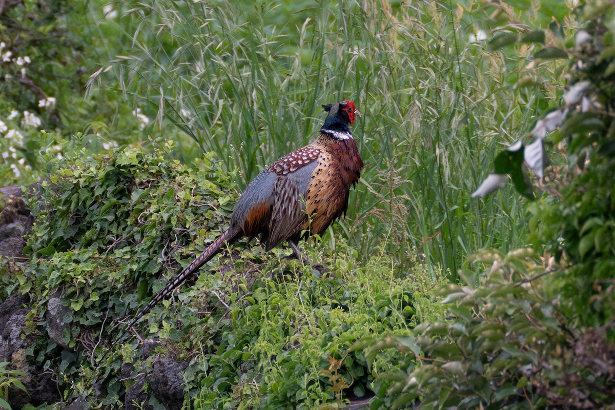 Ring-necked Pheasant - ML619528851