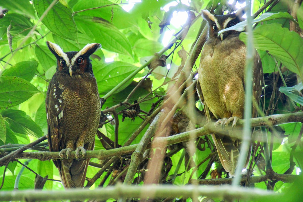 Crested Owl - ML619528859