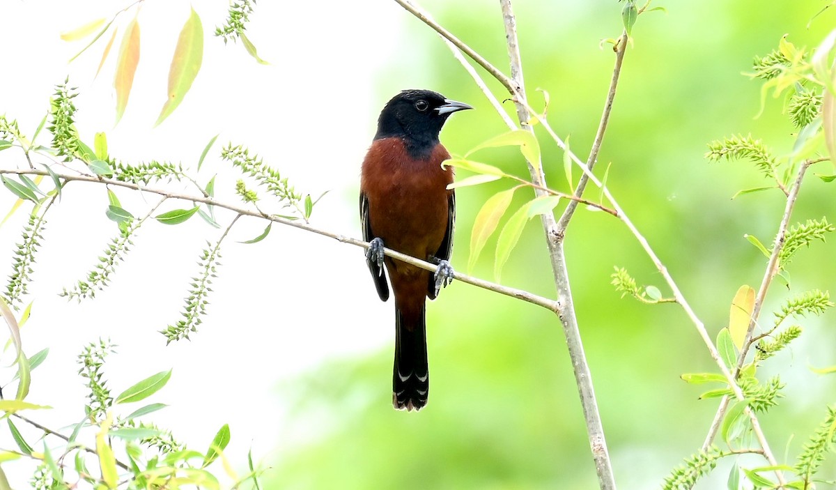 Orchard Oriole - ML619528898
