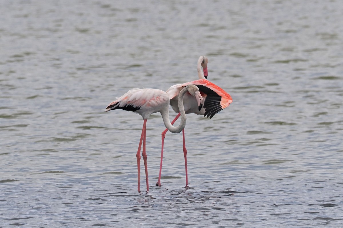 Greater Flamingo - ML619528903