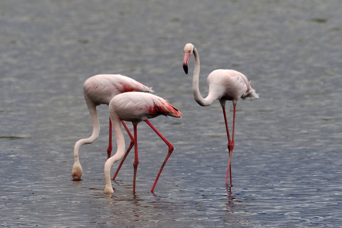 Greater Flamingo - ML619528904