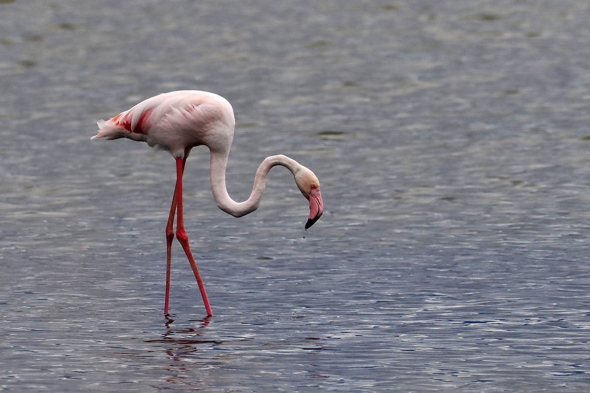 Greater Flamingo - ML619528905