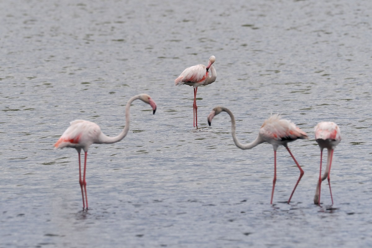Greater Flamingo - ML619528906