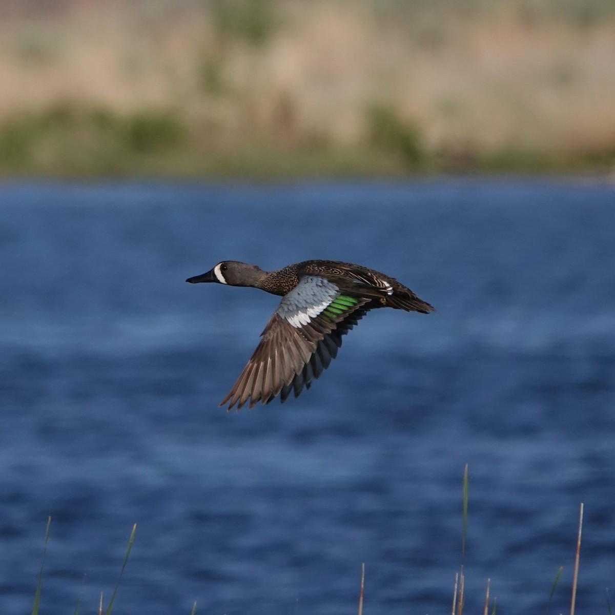 Blue-winged Teal - ML619528913