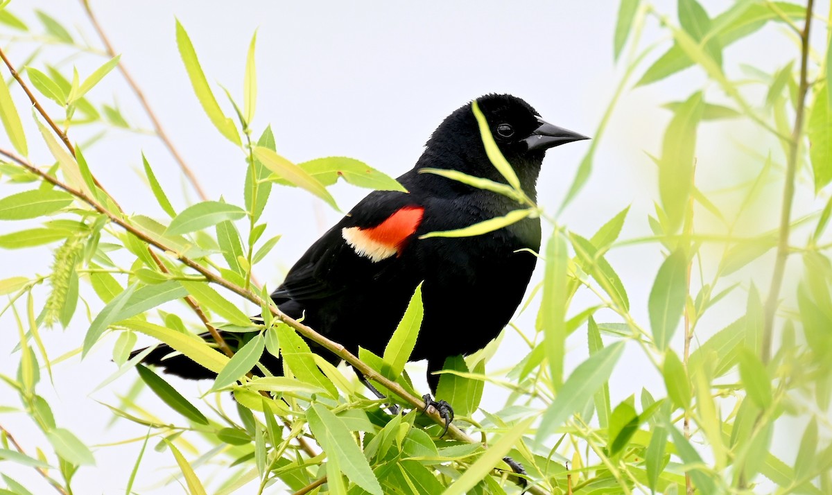 Red-winged Blackbird - ML619528917