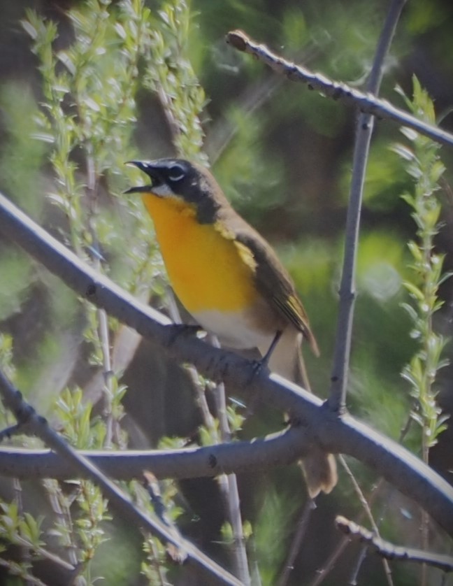 Yellow-breasted Chat - ML619528952