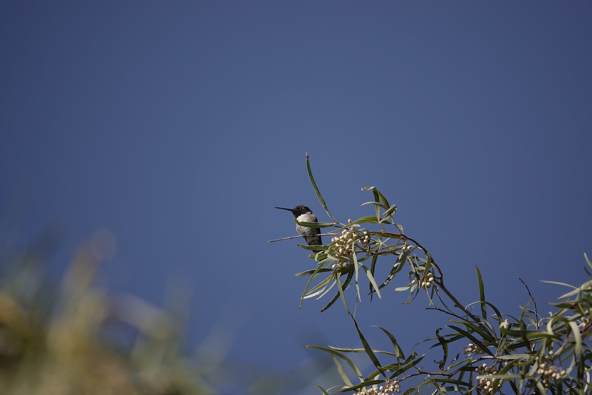 Black-chinned Hummingbird - ML619528989