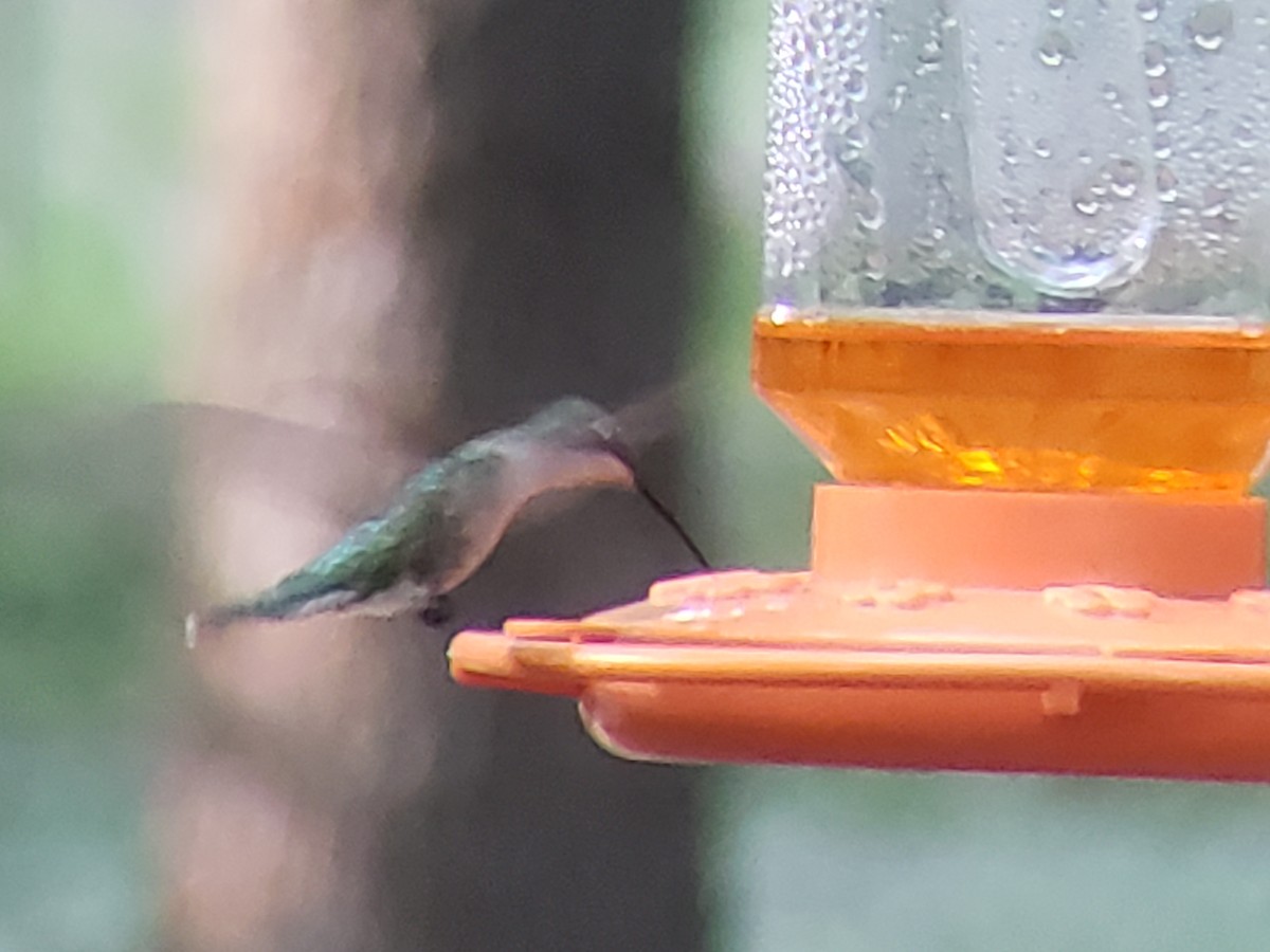 Ruby-throated Hummingbird - ML619528992