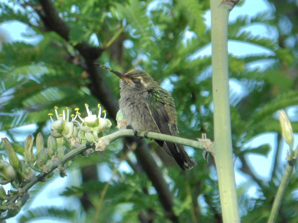 kolibřík širokozobý - ML619529009