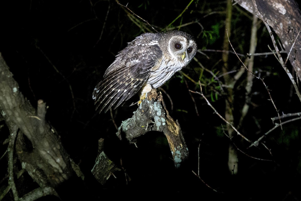 Mottled Owl (Mottled) - ML619529016