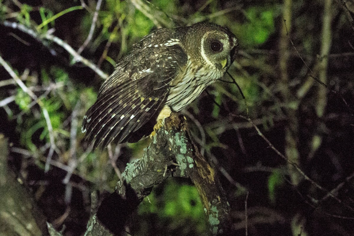 Mottled Owl (Mottled) - ML619529017