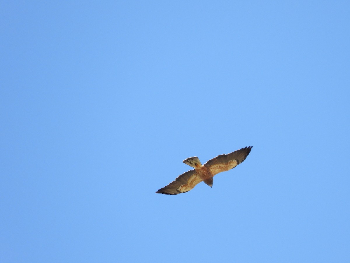 Red-tailed Hawk - ML619529019