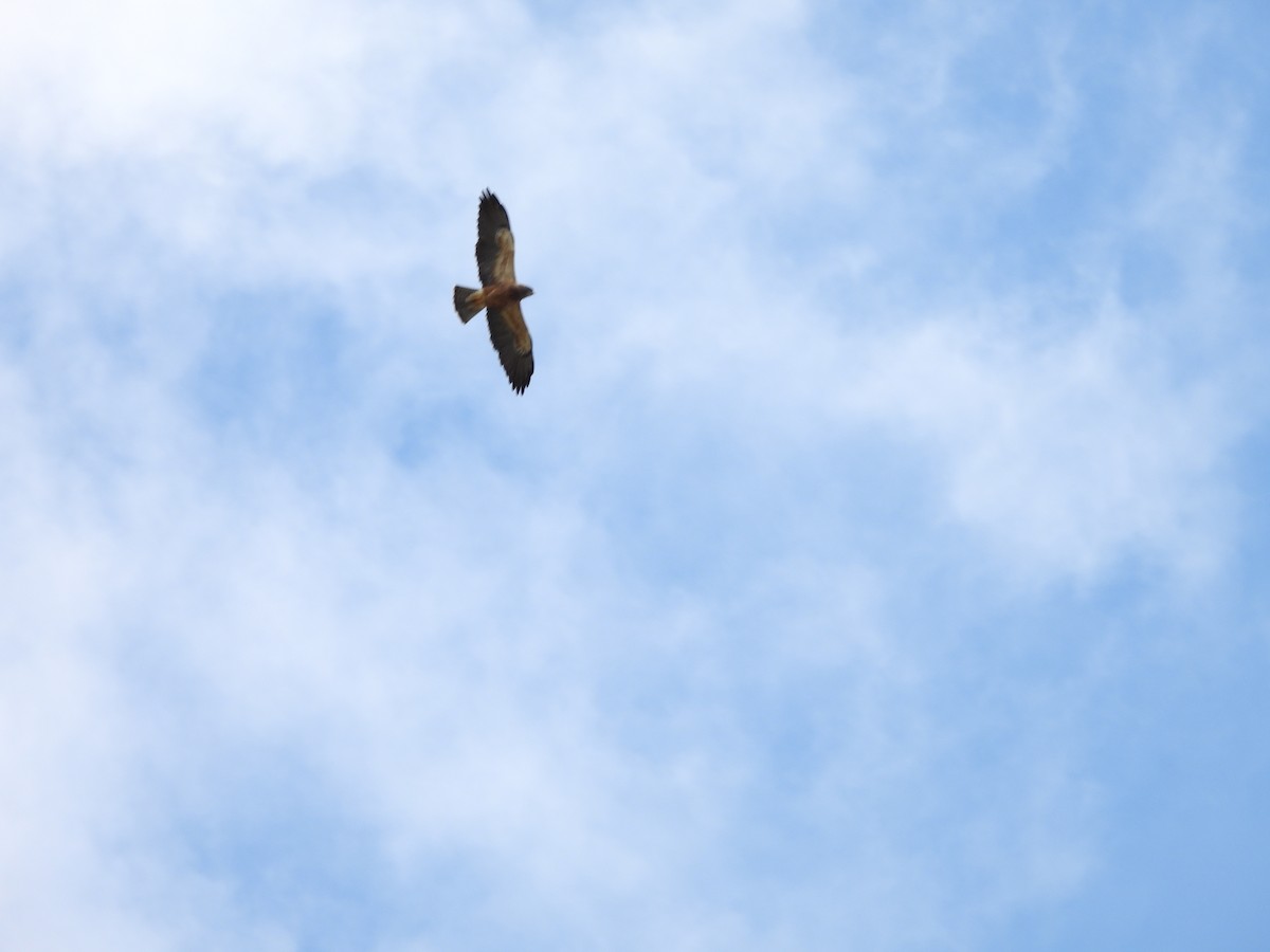 Red-tailed Hawk - ML619529021