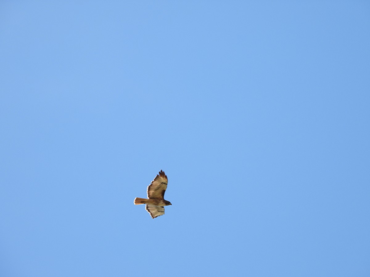 Red-tailed Hawk - ML619529022