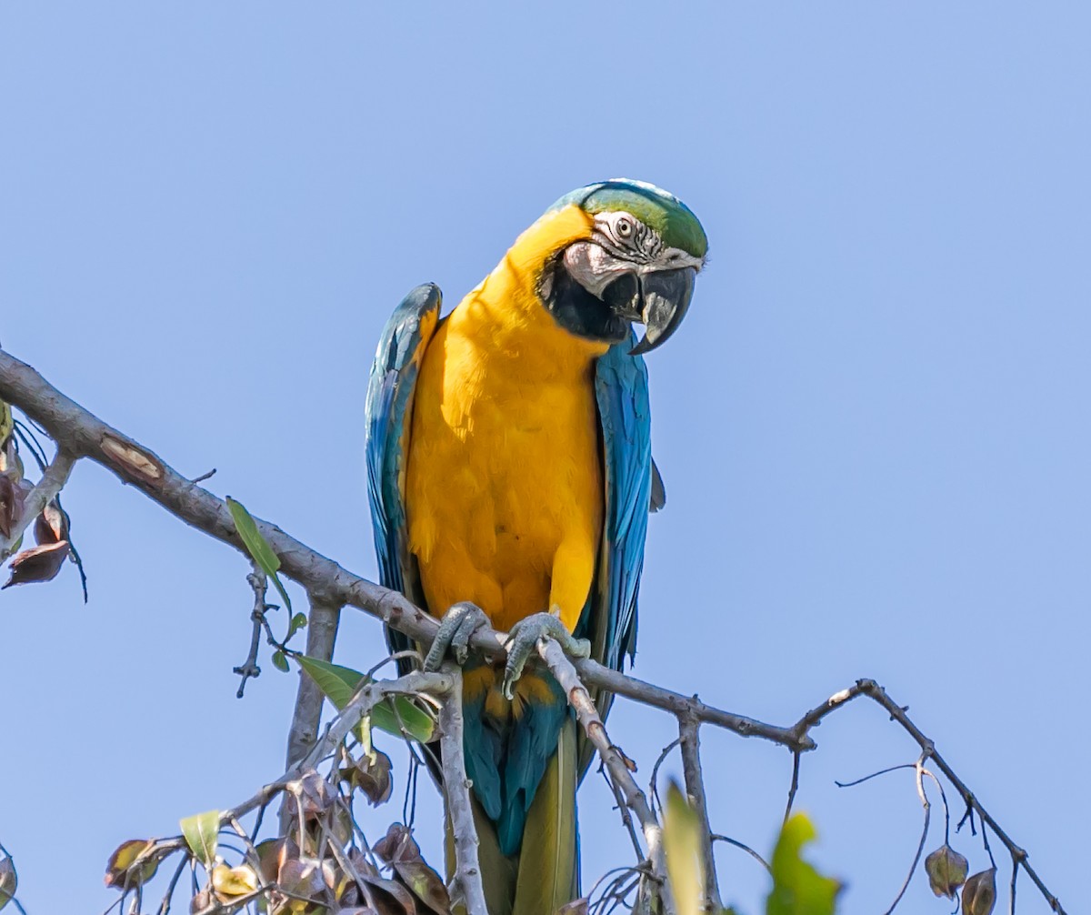 Blue-and-yellow Macaw - ML619529052