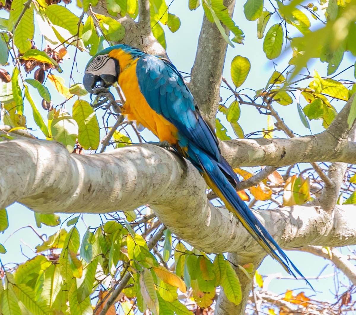 Blue-and-yellow Macaw - ML619529053