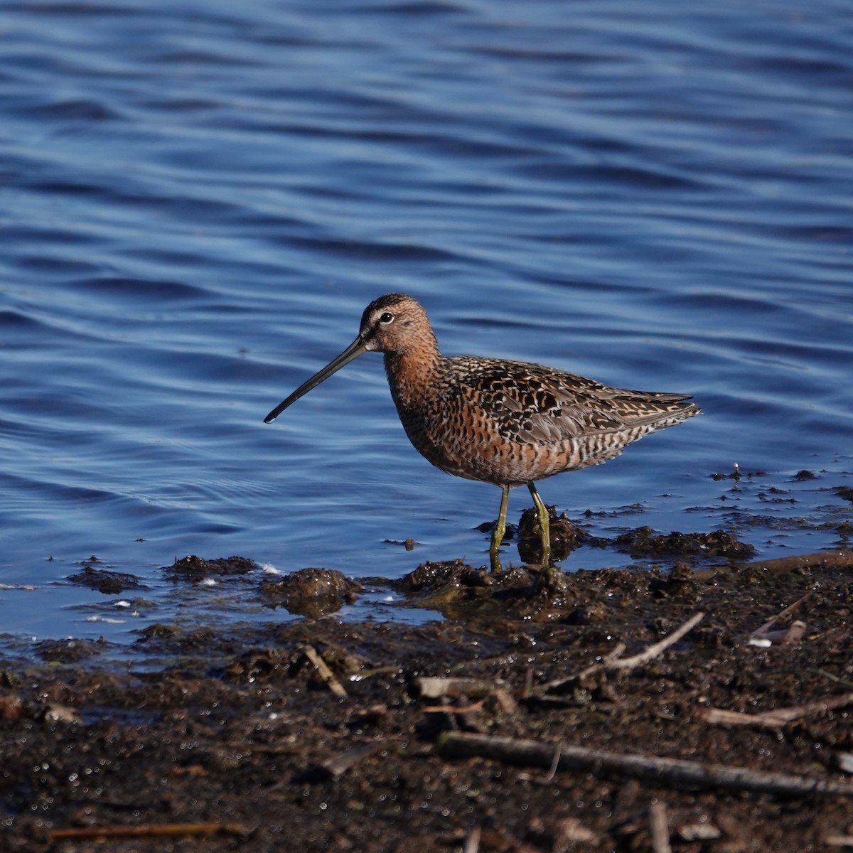 Long-billed Dowitcher - ML619529071