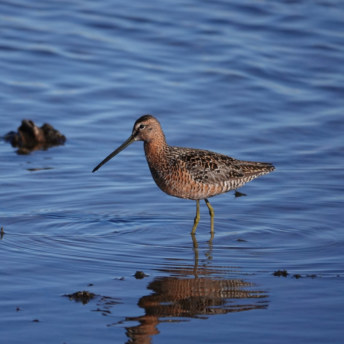 Long-billed Dowitcher - ML619529072