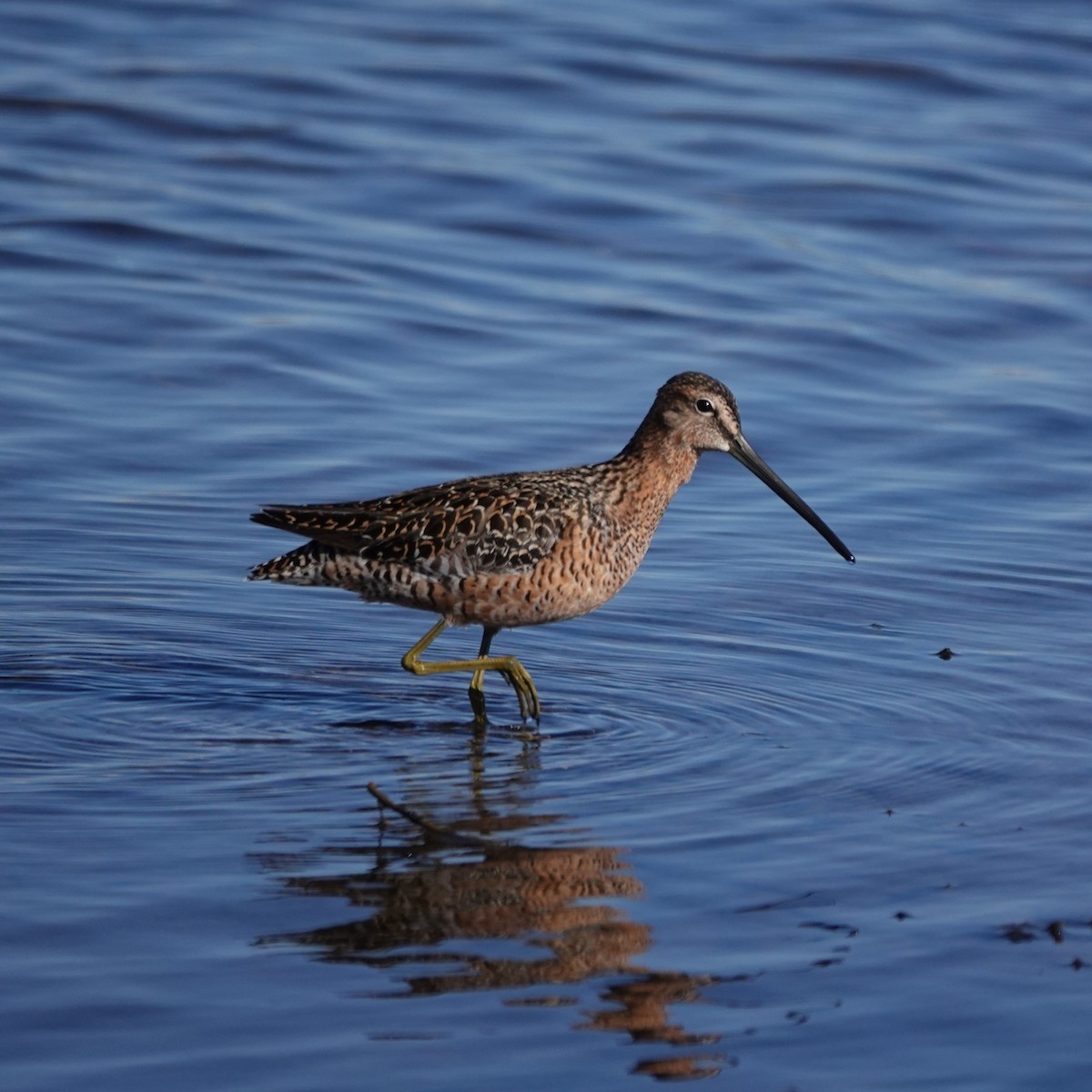 Long-billed Dowitcher - ML619529073