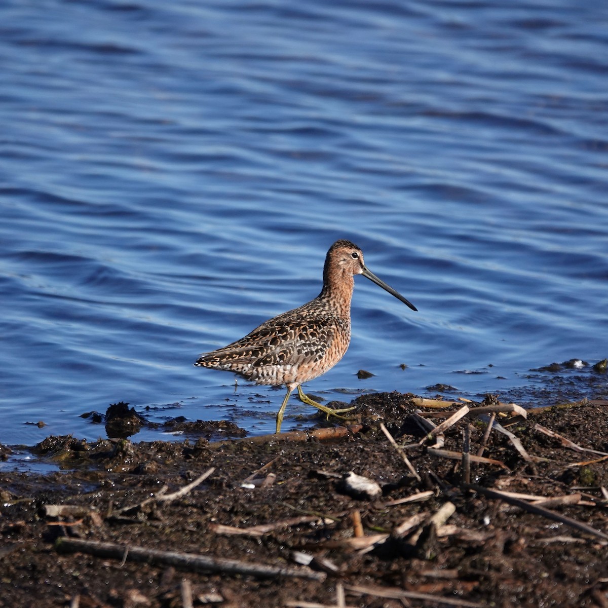 Long-billed Dowitcher - ML619529074