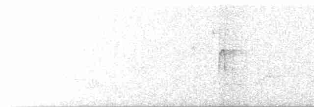 Haarspecht [villosus-Gruppe] - ML619529092