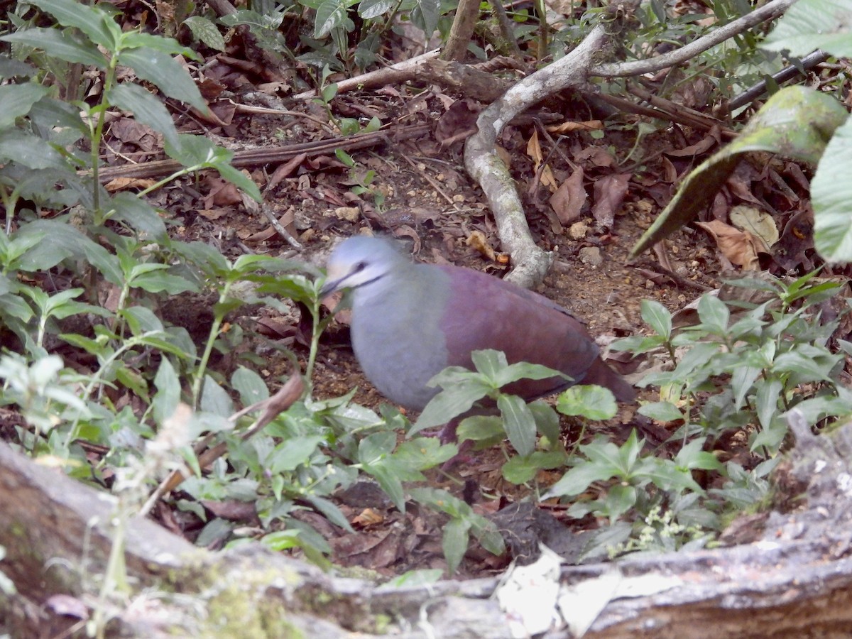 Buff-fronted Quail-Dove - ML619529098