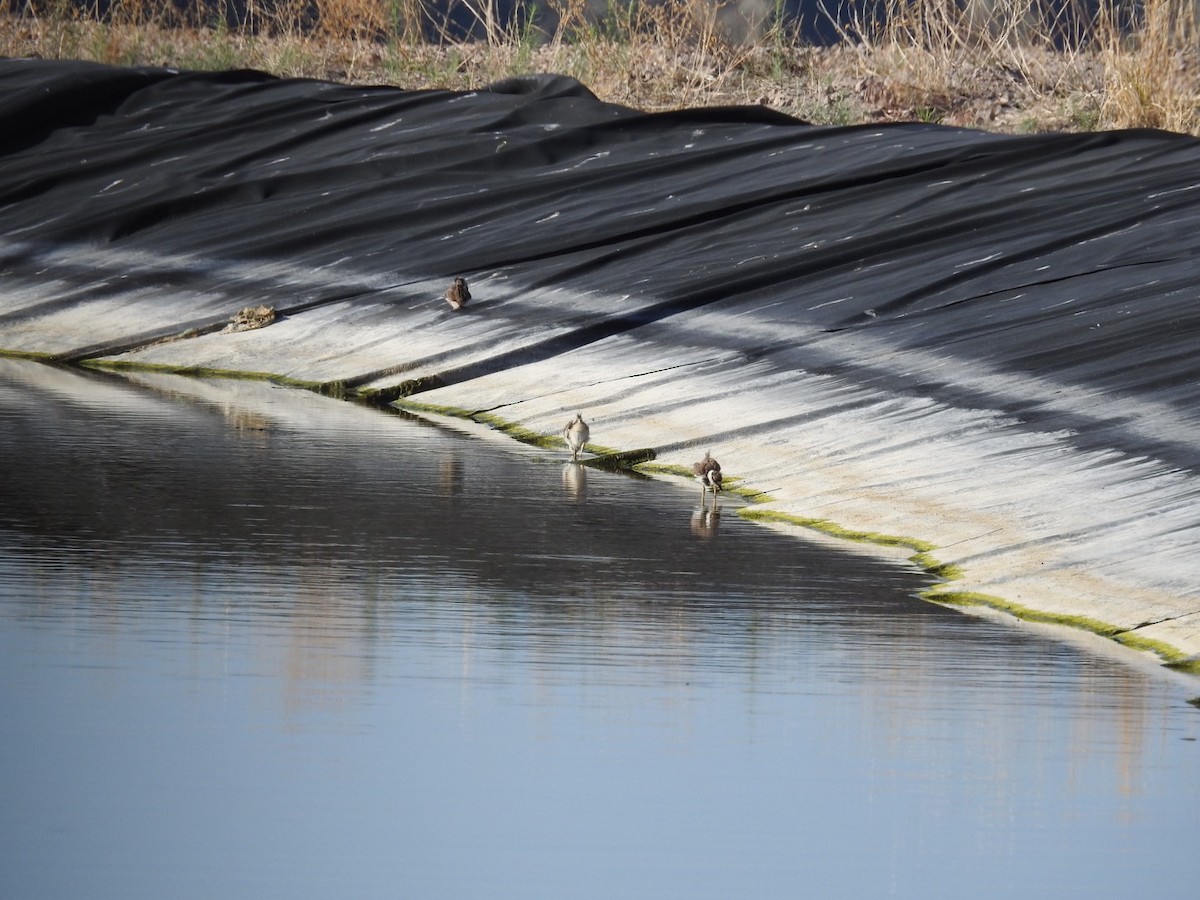 Killdeer - ML619529116