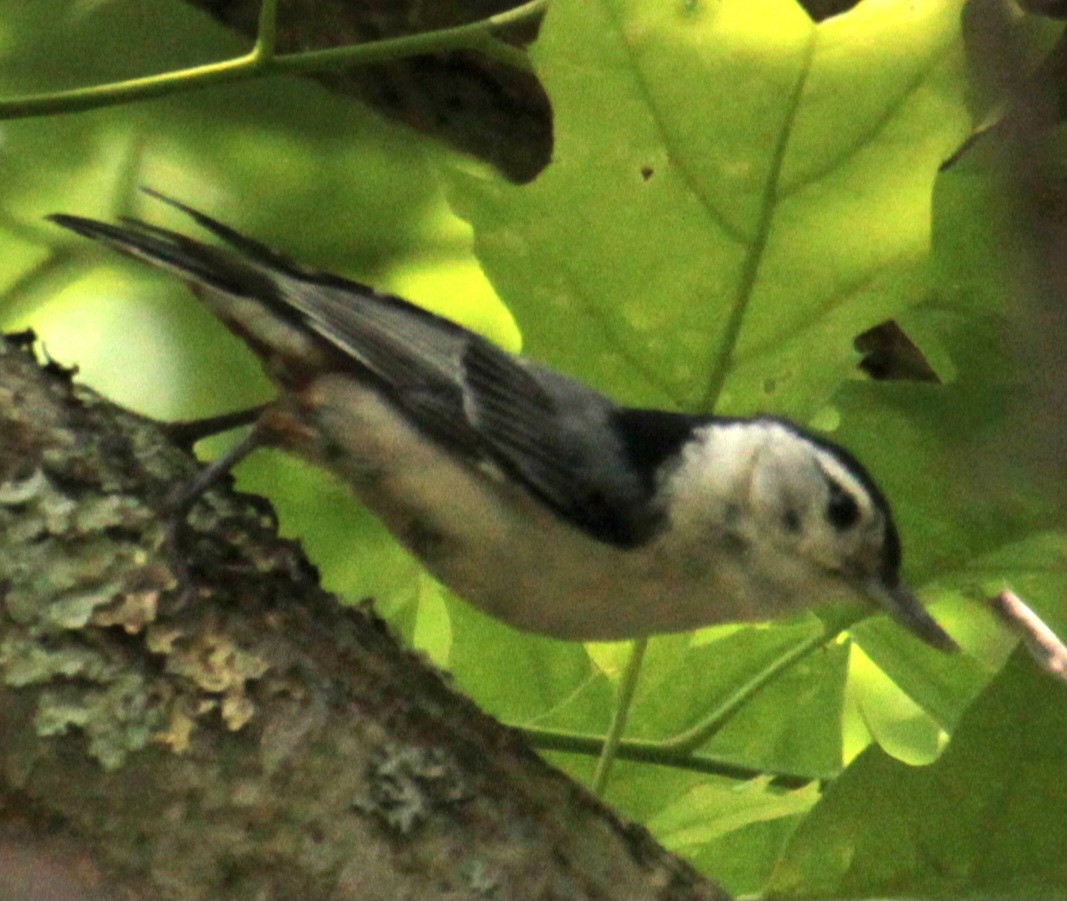 White-breasted Nuthatch (Eastern) - ML619529124