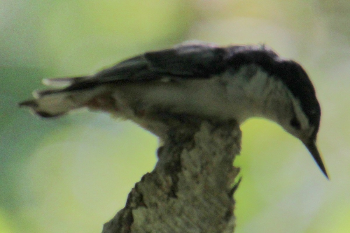 White-breasted Nuthatch (Eastern) - ML619529125