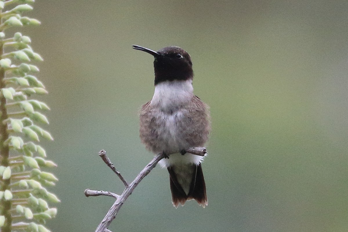 Black-chinned Hummingbird - ML619529136