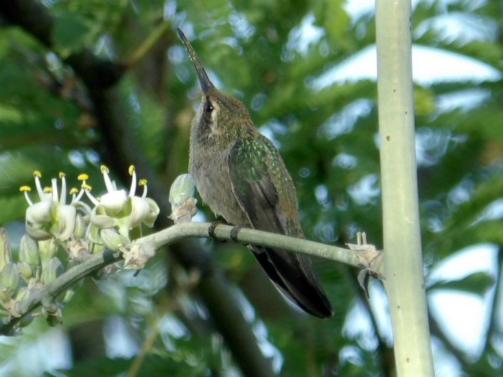 hummingbird sp. - ML619529140