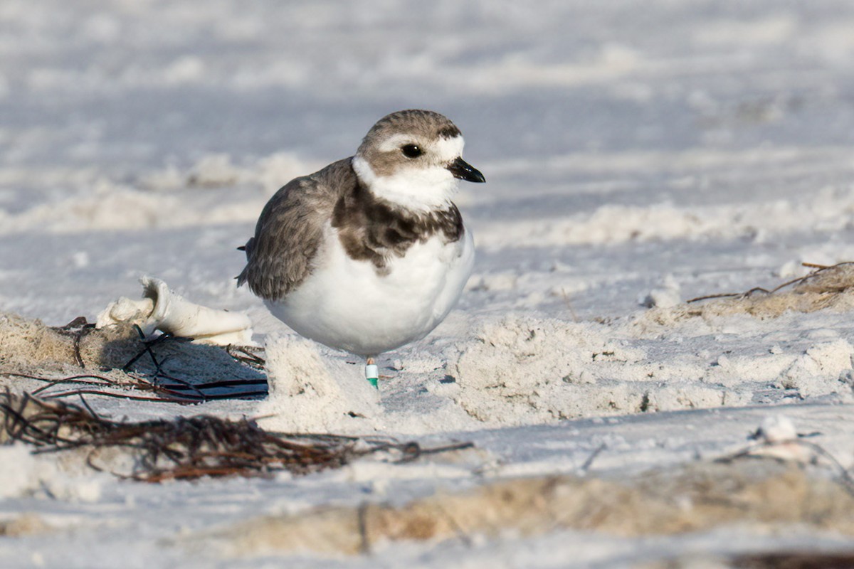 Piping Plover - ML619529151
