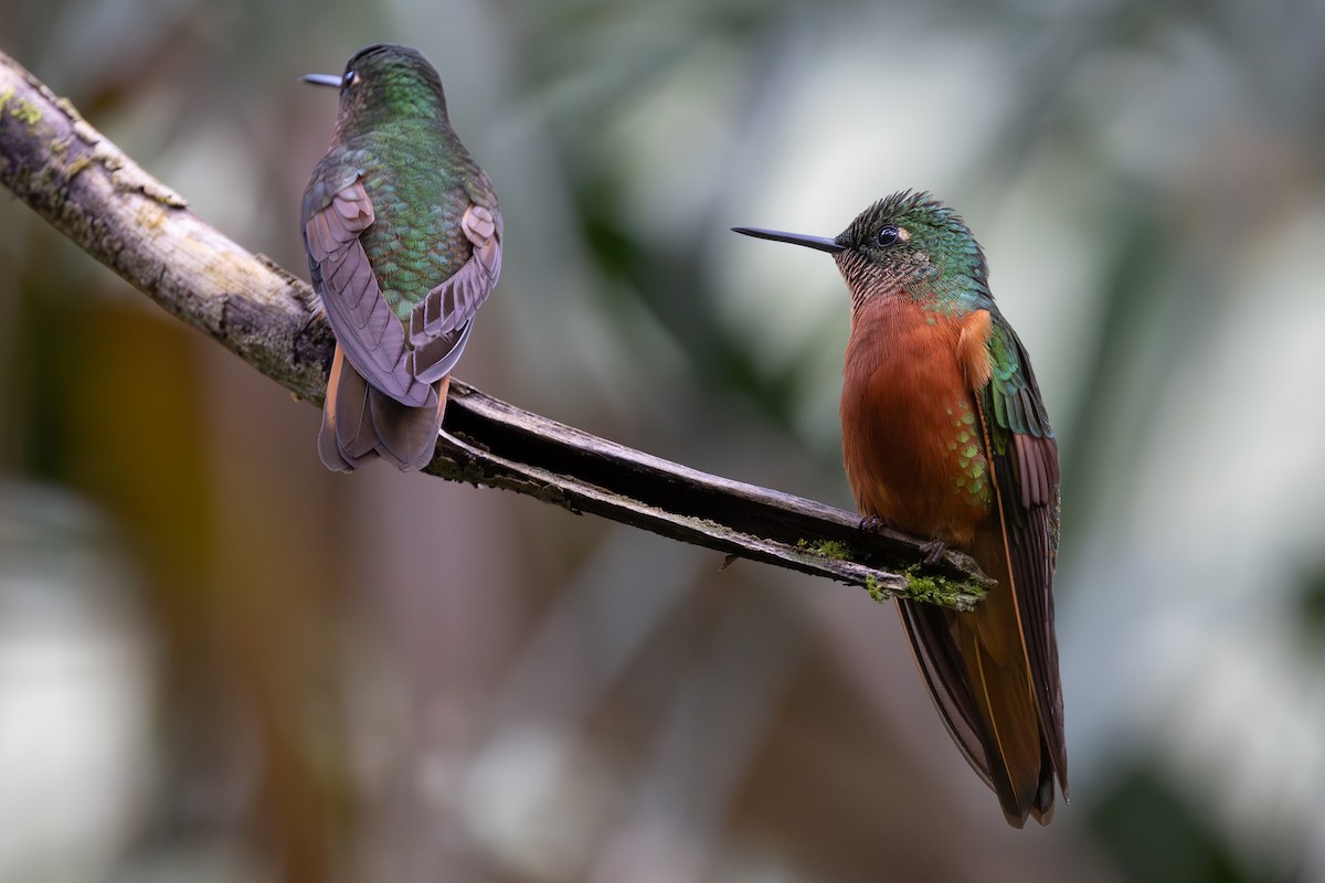 kolibřík peruánský - ML619529155