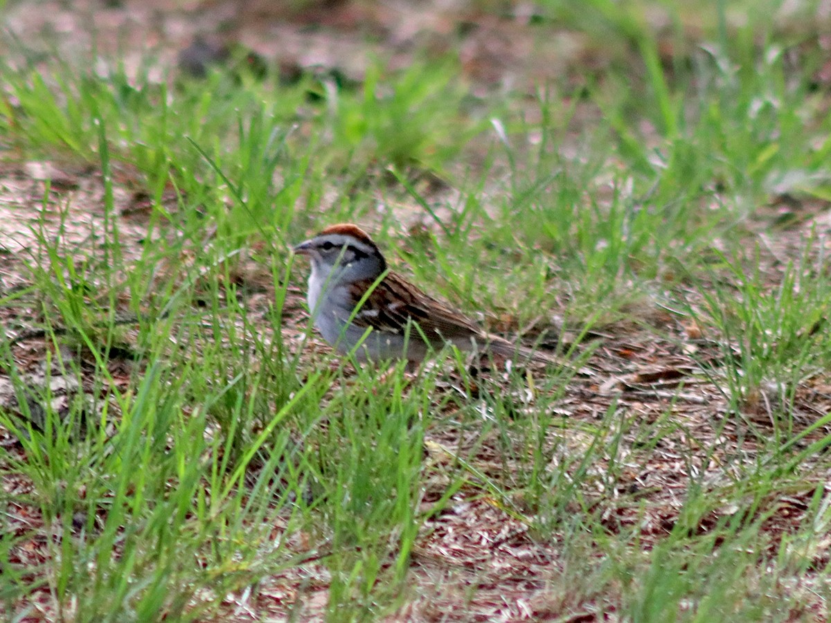 Chipping Sparrow - ML619529162