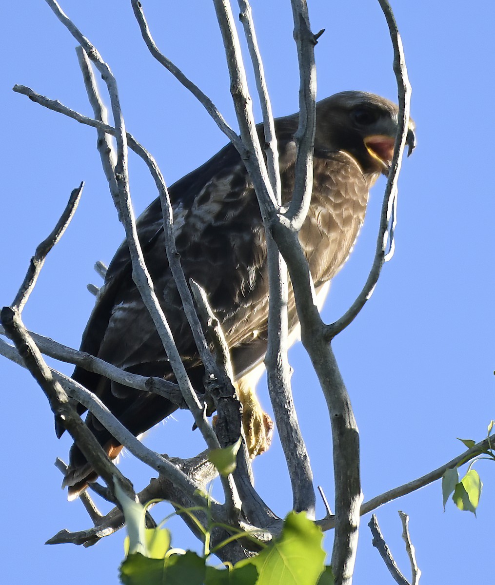 Red-tailed Hawk - ML619529178