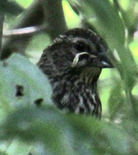 Red-winged Blackbird (Red-winged) - ML619529181