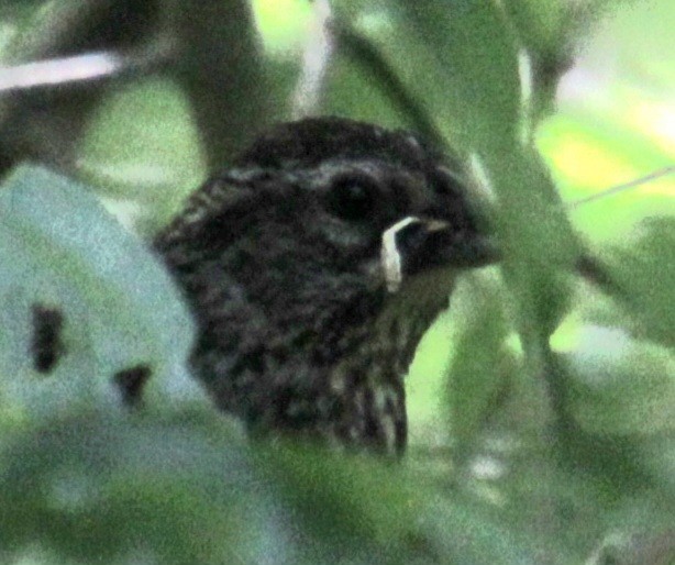 Red-winged Blackbird (Red-winged) - ML619529182