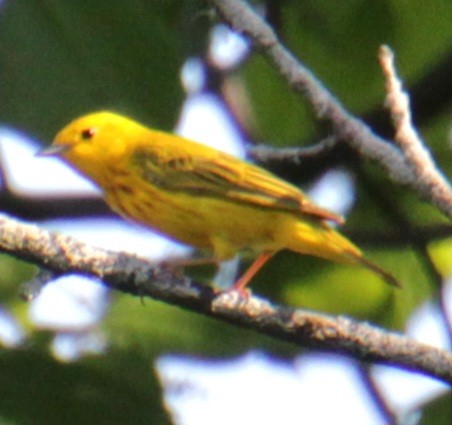 Yellow Warbler (Northern) - ML619529205