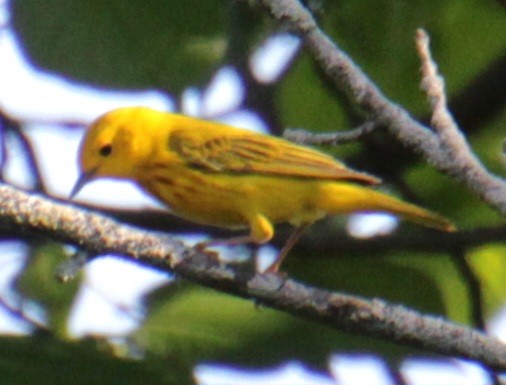 Yellow Warbler (Northern) - ML619529206