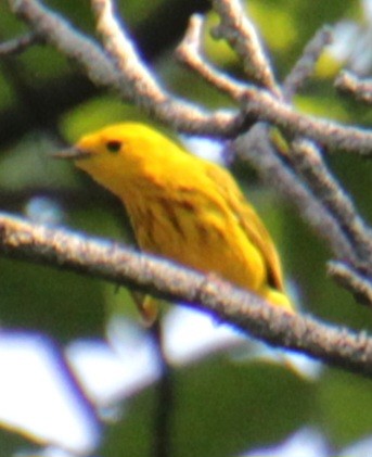 Yellow Warbler (Northern) - ML619529207